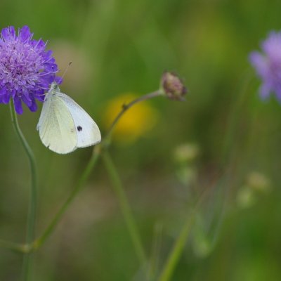Pieris rapae (bělásek řepový), NS Motýlí ráj