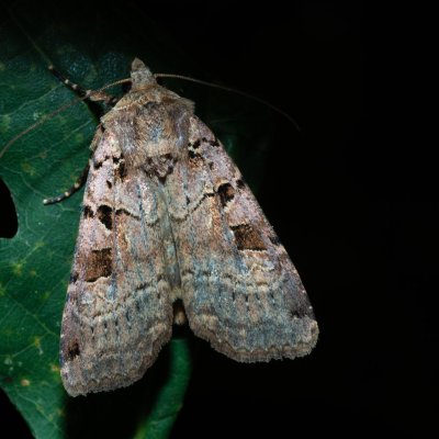 Xestia triangulum (osenice trojúhlá), Žebětín