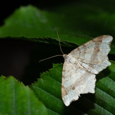 Macaria alternata (kropenatec dubový), Žebětín