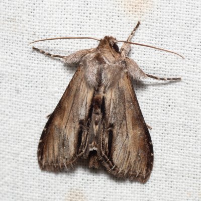 Shargacucullia prenanthis (kukléřka věsenková), Kobylí