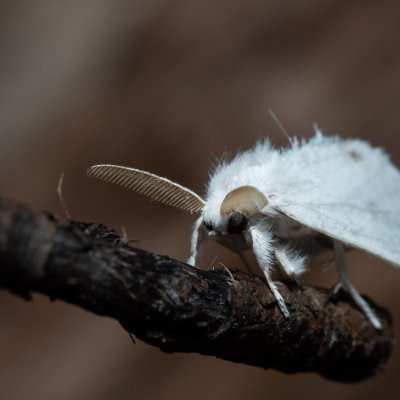 Euproctis similis (bekyně pižmová), Hodonín - Zbrod