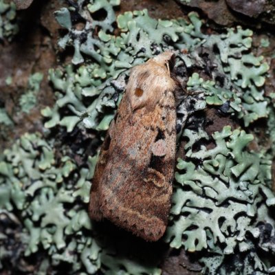 Diarsia mendica (osenice lesní), NPR Radostínské rašeliniště