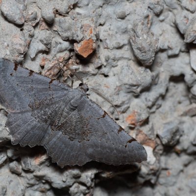Neognopharmia stevenaria (-), HR, Jablanac