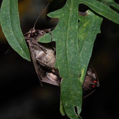 Xestia xanthographa (osenice žlutoskvrnná), Hády - odkaliště