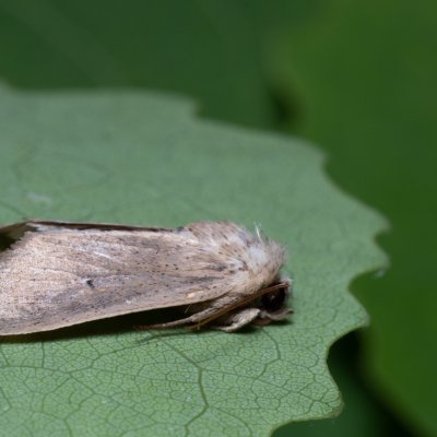 Mythimna sicula (plavokřídlec západní), Hády - lesní lom