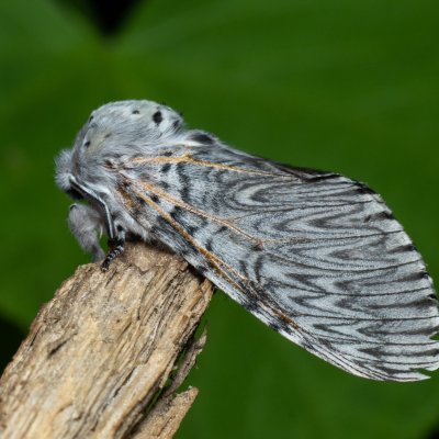 Cerura vinula (hranostajník vrbový), Augšperský potok