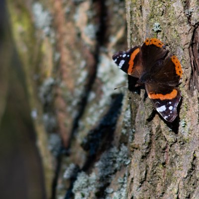 Vanessa atalanta (babočka admirál), Podkomorské lesy