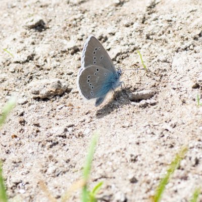Cyaniris semiargus (modrásek lesní), IT, San Leonardo, Jižní Tyrolsko