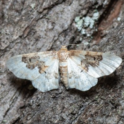 Idaea rusticata (žlutokřídlec polní), Kamenný vrch