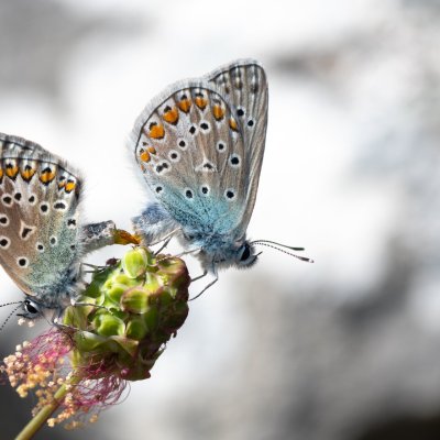 Polyommatus icarus (modrásek jehlicový), PR Svatý kopeček