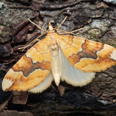 Cidaria fulvata (píďalka žlutá), PR Kamenný vrch