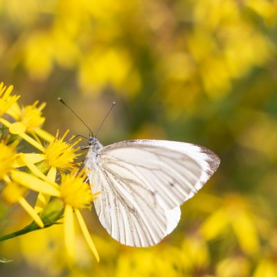 Pieris napi (bělásek řepkový), Podkomorské lesy