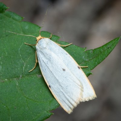 Cybosia mesomella (lišejníkovec bělavý), Nebovidy