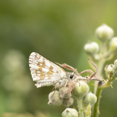 Pyrgus carthami (soumračník proskurníkový), NPR Mohelenská hadcová step