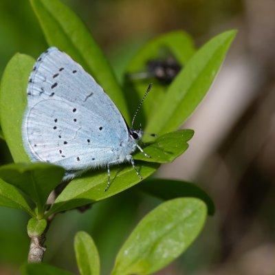 Celastrina argiolus (modrásek krušinový), PP Velká Klajdovka