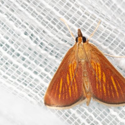 Nascia cilialis (-), PP Bobrava