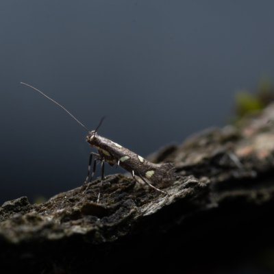 Calybites phasianipennella (-), PP Bobrava