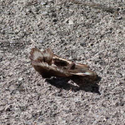 Hipparchia fagi (okáč medyňkový), HR, Jablanac