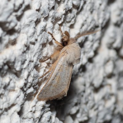 Episema tersa (jasnobarvec východní), HR, Jablanac