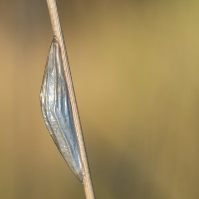 Zygaena filipendulae (vřetenuška obecná), PR Kamenný vrch