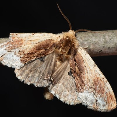 Ptilodon cucullina (hřbetozubec břekový), Žebětín