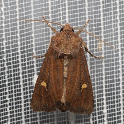 Helotropha leucostigma (šedavka pobřežní), PP Bobrava