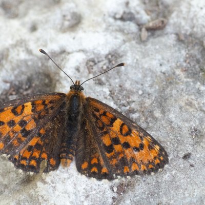 Melitaea trivia (hnědásek jižní), PR Svatý kopeček