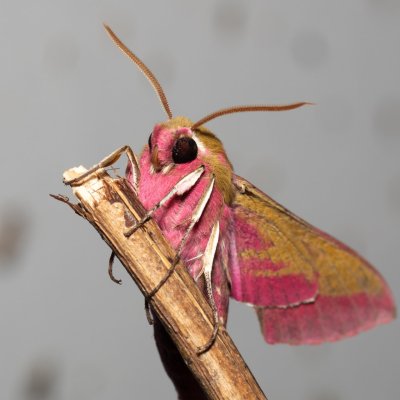 Deilephila elpenor (lišaj vrbkový), Devět křížů