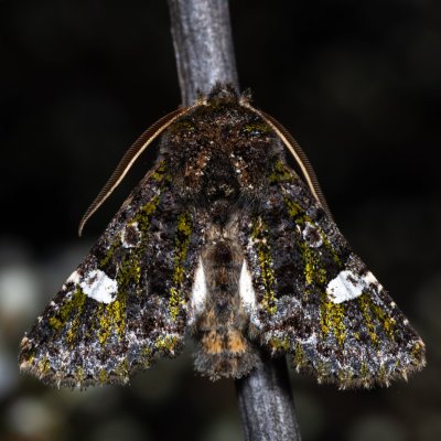 Valeria oleagina (pestroskvrnka březnová), PP Na cvičišti