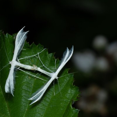 Pterophorus pentadactyla (pernatuška trnková), PP Černice