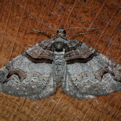 Pareulype berberata (píďalka dřišťálová), PP Černice