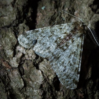 Phigalia pilosaria (drsnokřídlec hrušňový), Žebětín