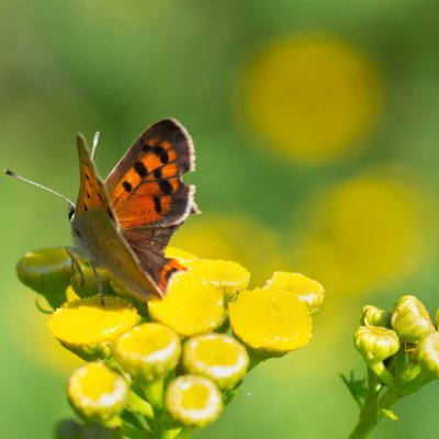 Lycaena phlaeas (ohniváček černokřídlý), SK, Štôla