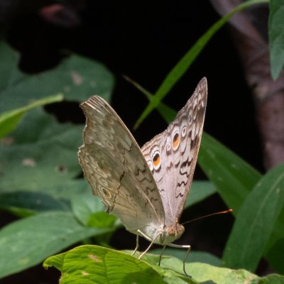 Junonia atlites (-), TH, Khao Sok