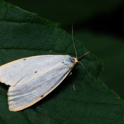 Cybosia mesomella (lišejníkovec bělavý), Augšperský potok