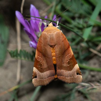 Noctua fimbriata (osenice zemáková), NPP Pouzdřanská step - Kolby