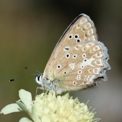 Polyommatus daphnis (modrásek hnědoskvrnný), Vilémovice
