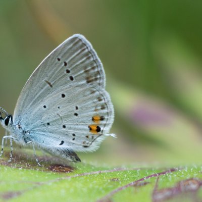Cupido argiades (modrásek štírovníkový), Lichnov