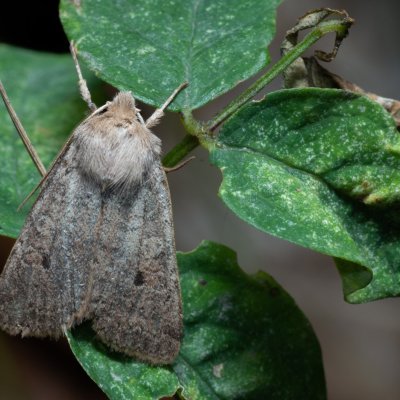 Agrochola laevis (polnice šťovíková), Kývalka