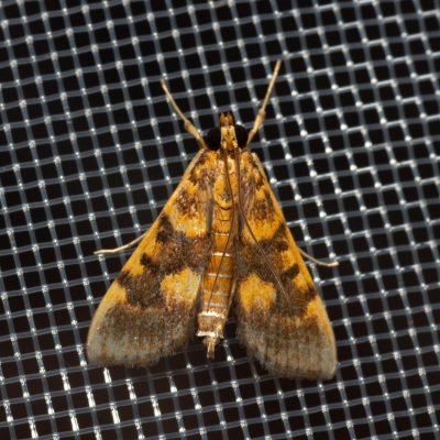 Omiodes sp., TH, Khao Sok