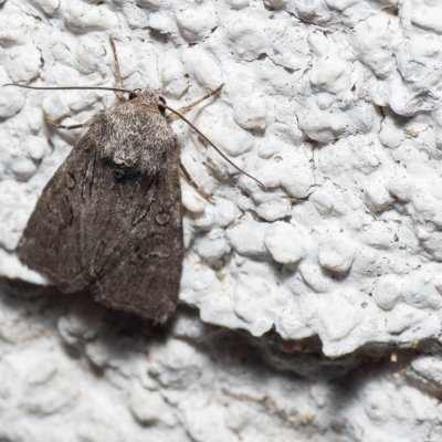 Evisa schawerdae (-), HR, Jablanac