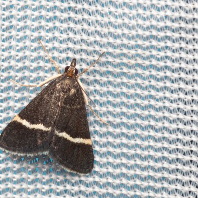 Pyrausta cingulata (zavíječ běločárný), NPR Mohelenská hadcová step