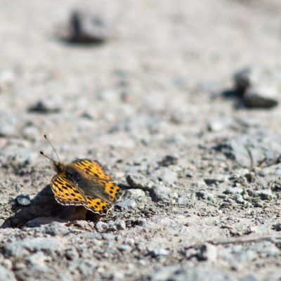 Issoria lathonia (perleťovec malý), PR Kamenný vrch