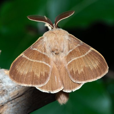 Macrothylacia rubi (bourovec ostružiníkový), NS Bučín