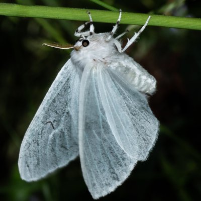 Arctornis l-nigrum (bekyně černé L), PP Augšperský potok