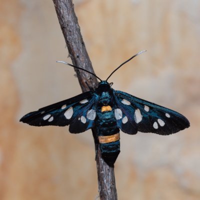 Amata marjana (-), HR, Jablanac