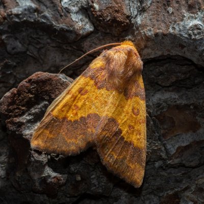 Tiliacea aurago (zlatokřídlec bukový), Kývalka