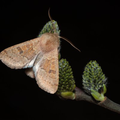 Orthosia miniosa (jarnice zardělá), Kývalka
