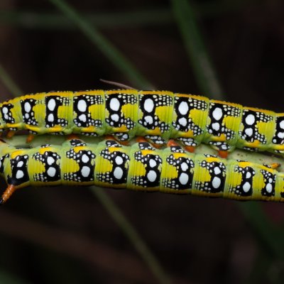 Hyles euphorbiae (lišaj pryšcový), PP Pánov