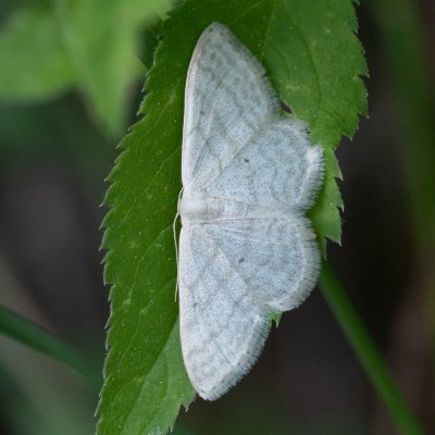 Scopula immutata (vlnopásník pětipásný), Hády